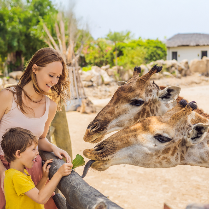 M Program Video Au Pair Australia 800x800